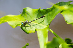 Arigomphus villosipes