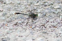 Arigomphus villosipes