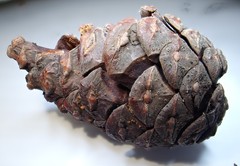 Truncatella conorum-piceae