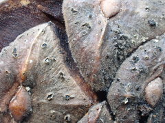 Truncatella conorum-piceae