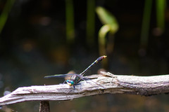 Arigomphus villosipes