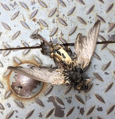 Sturnus vulgaris
