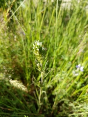 Castilleja attenuata