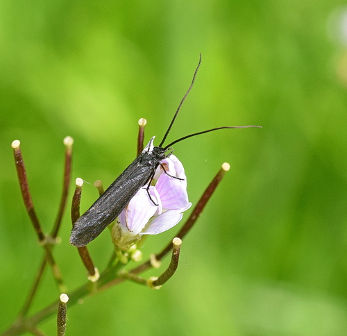 Sericostomatidae