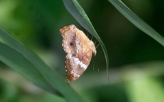 Anartia