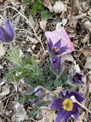 Pulsatilla