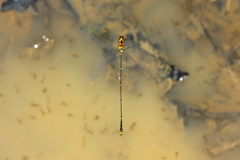 Protoneura woytkowskii