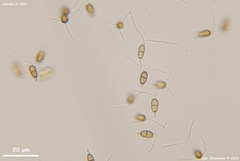 Truncatella conorum-piceae