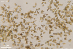 Truncatella conorum-piceae