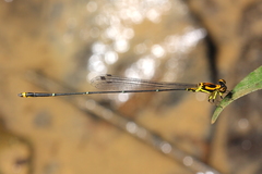 Protoneura woytkowskii