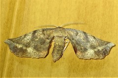 Parepisparis multicolora