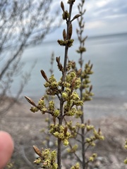 Shepherdia canadensis