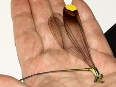 Microstigma rotundatum