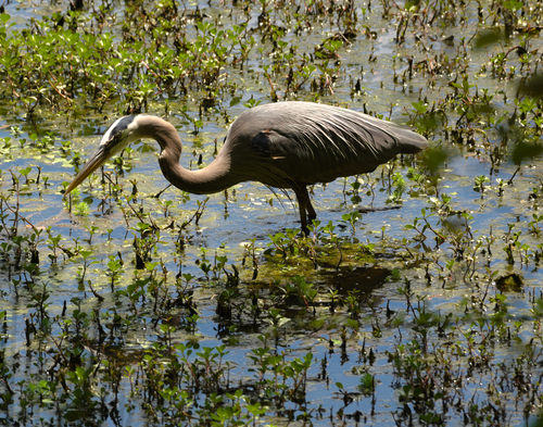 Great Blue Heron photographed in South Carolina