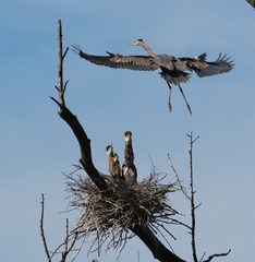 Great Blue Heron