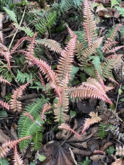 Blechnum appendiculatum