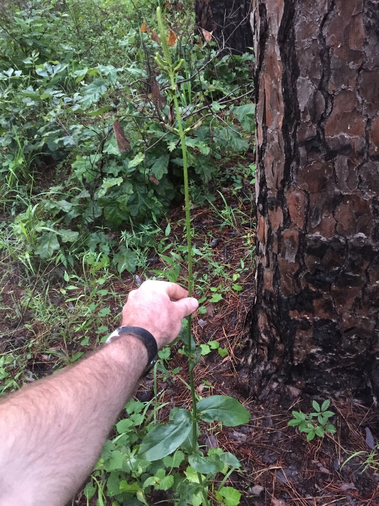 mints, plantains, olives, and allies from Sam Houston National Forest