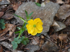 Ranunculus tuberosus