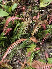 Blechnum appendiculatum