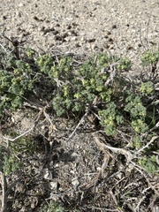 Artemisia spinescens