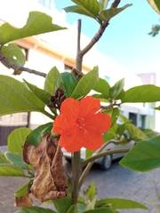 Cordia sebestena