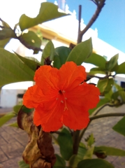 Cordia sebestena