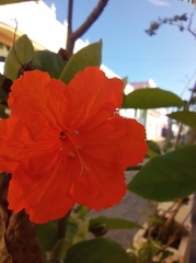 Cordia sebestena