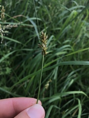 Carex muricata