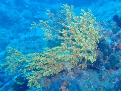 Siphonogorgia godeffroyi