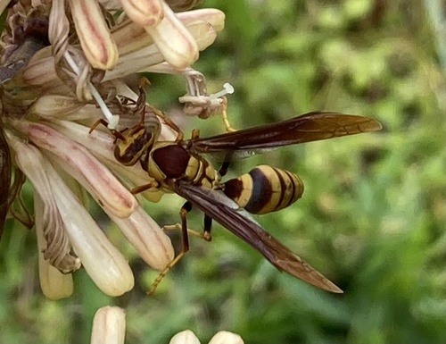 Horse Paper Wasp photo 3