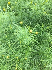 Coreopsis verticillata