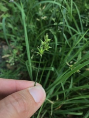 Carex muricata