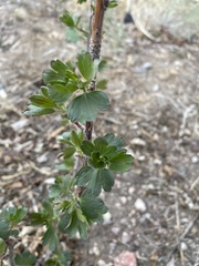 Ribes aureum