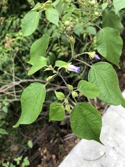 Lycianthes lenta