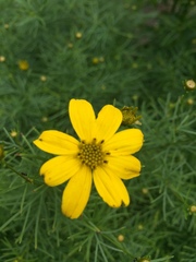 Coreopsis verticillata