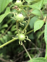 Lycianthes lenta