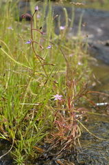 Drosera aquatica