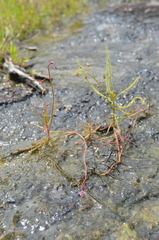 Drosera aquatica