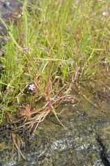 Drosera aquatica