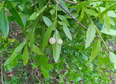 Amphibolips quercusracemaria