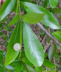 Amphibolips quercusracemaria