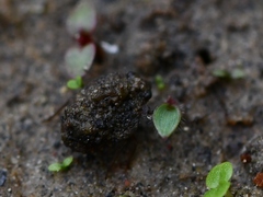 Ochterus