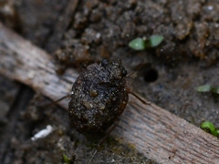 Ochterus