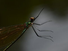 Calopteryx amata