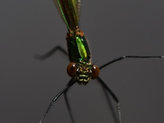 Calopteryx amata