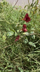 Macroptilium longepedunculatum