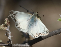 Heliopetes ericetorum
