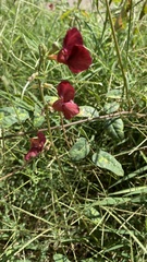 Macroptilium longepedunculatum