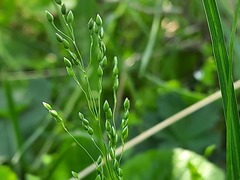 Milium vernale