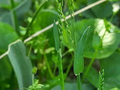 Milium vernale